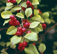 Attēlu rezultāti vaicājumam “Cotoneaster divaricatus fruit”