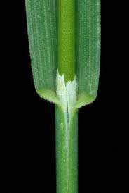 Attēlu rezultāti vaicājumam “Poa pratensis fruit”