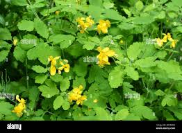 Attēlu rezultāti vaicājumam “Chelidonium majus flower”