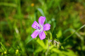 Attēlu rezultāti vaicājumam “Geranium sylvaticum flower”