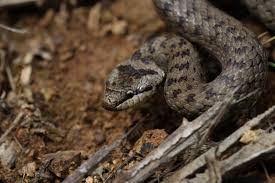 Attēlu rezultāti vaicājumam “Coronella austriaca adult”