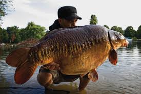 Image result for Thames Valley Angling