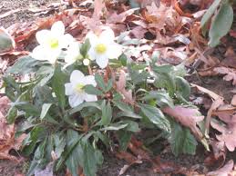 Attēlu rezultāti vaicājumam “Helleborus niger”