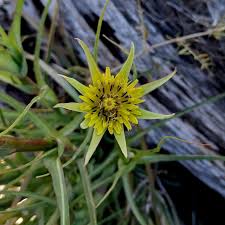 Attēlu rezultāti vaicājumam “Tragopogon heterospermus bud”