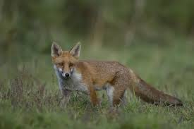 Attēlu rezultāti vaicājumam “Vulpes vulpes  juvenile”