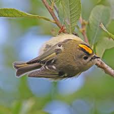 Attēlu rezultāti vaicājumam “Regulus regulus adult”