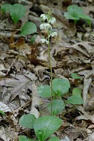 Attēlu rezultāti vaicājumam “Pyrola rotundifolia fruit”