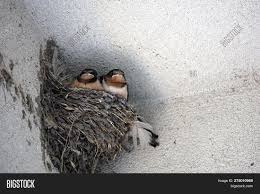 Attēlu rezultāti vaicājumam “Hirundo rustica nest”