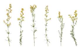 Attēlu rezultāti vaicājumam “Galium verum leaf”