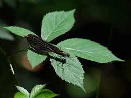 Attēlu rezultāti vaicājumam “Calopteryx virgo female”