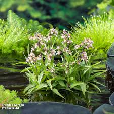Attēlu rezultāti vaicājumam “Epipactis palustris bud”