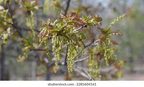 Attēlu rezultāti vaicājumam “Quercus robur female flower”