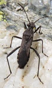 Attēlu rezultāti vaicājumam “Alydus calcaratus imago”