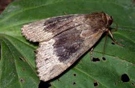 Attēlu rezultāti vaicājumam “Amphipyra perflua”