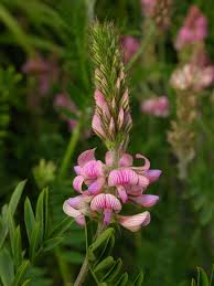 Image result for Onobrychis viciifolia