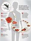 What is an Infectious Disease?