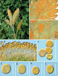 Attēlu rezultāti vaicājumam “Trachyspora intrusa”