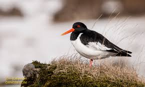 Attēlu rezultāti vaicājumam “Haematopus ostralegus”
