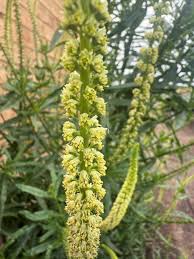 Image result for Reseda luteola