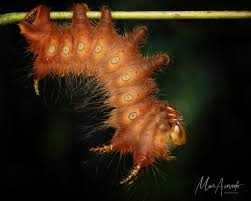 Attēlu rezultāti vaicājumam “Arcyria imperialis”