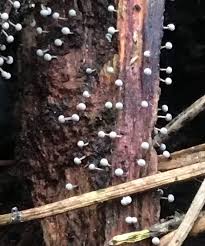 Attēlu rezultāti vaicājumam “Physarum murinum”