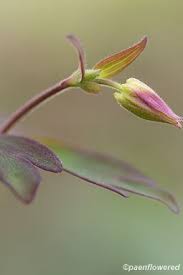 Attēlu rezultāti vaicājumam “Aquilegia vulgaris bud”