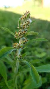 Attēlu rezultāti vaicājumam “Gnaphalium sylvaticum flower”