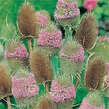 Attēlu rezultāti vaicājumam “Dipsacus fullonum flower”