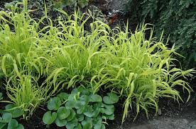 Attēlu rezultāti vaicājumam “Milium effusum flower”