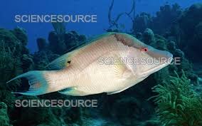 Image result for Lachnolaimus maximus