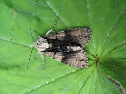 Attēlu rezultāti vaicājumam “Acronicta alni”