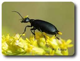 Attēlu rezultāti vaicājumam “Meloe sp. larva”