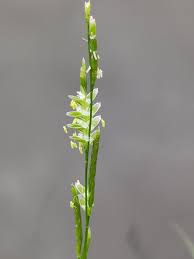 Attēlu rezultāti vaicājumam “Glyceria fluitans leaf”