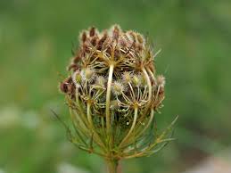Attēlu rezultāti vaicājumam “Daucus carota subsp. carota fruit”