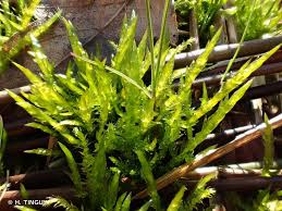 Attēlu rezultāti vaicājumam “Calliergonella cuspidata”