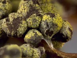 Attēlu rezultāti vaicājumam “Physarum virescens macro”