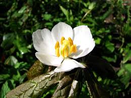 Attēlu rezultāti vaicājumam “Oenothera rubricauli”