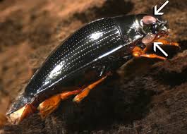 Attēlu rezultāti vaicājumam “Gyrinidae”