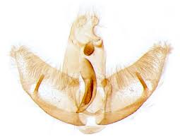 Attēlu rezultāti vaicājumam “Luquetia lobella”