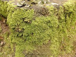 Attēlu rezultāti vaicājumam “Hypnum jutlandicum”