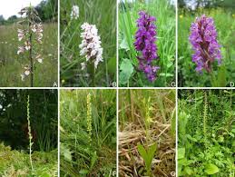 Attēlu rezultāti vaicājumam “Dactylorhiza russowii bud”