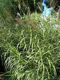 Image result for Miscanthus sinensis Zebrina