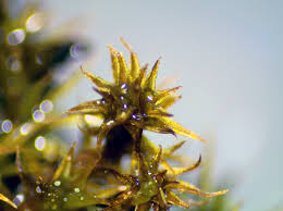 Attēlu rezultāti vaicājumam “Ceratodon purpureus”