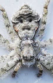 Attēlu rezultāti vaicājumam “Philodromus margaritatus”