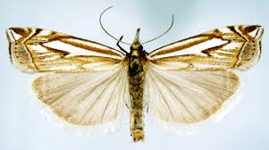 Attēlu rezultāti vaicājumam “Crambus pratella”