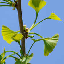 Attēlu rezultāti vaicājumam “Ginkgo biloba male flower”