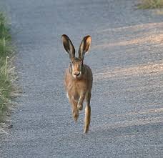 Attēlu rezultāti vaicājumam “Lepus europaeus”