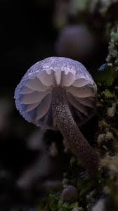 Attēlu rezultāti vaicājumam “Mycena pseudocorticola”
