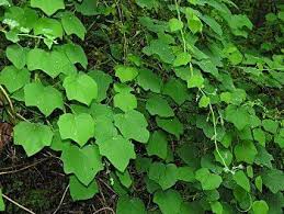 Attēlu rezultāti vaicājumam “Menispermum dauricum”