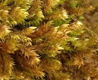 Attēlu rezultāti vaicājumam “Harpanthus scutatus”